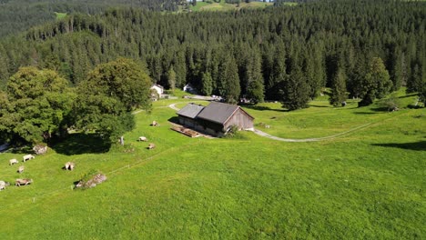 Volar-Alrededor-De-Un-Pastizal-Campo-Verde-Agricultura-Tierra-Al-Aire-Libre-Tierras-Altas-De-Suiza-En-Obersee-Nafels-En-Suiza-En-Verano-Temporada-De-Primavera-La-Gente-Local-El-Trabajo-Que-Ocupan-Es-Pastorear-Pastar-Rebaños-De-Ganado