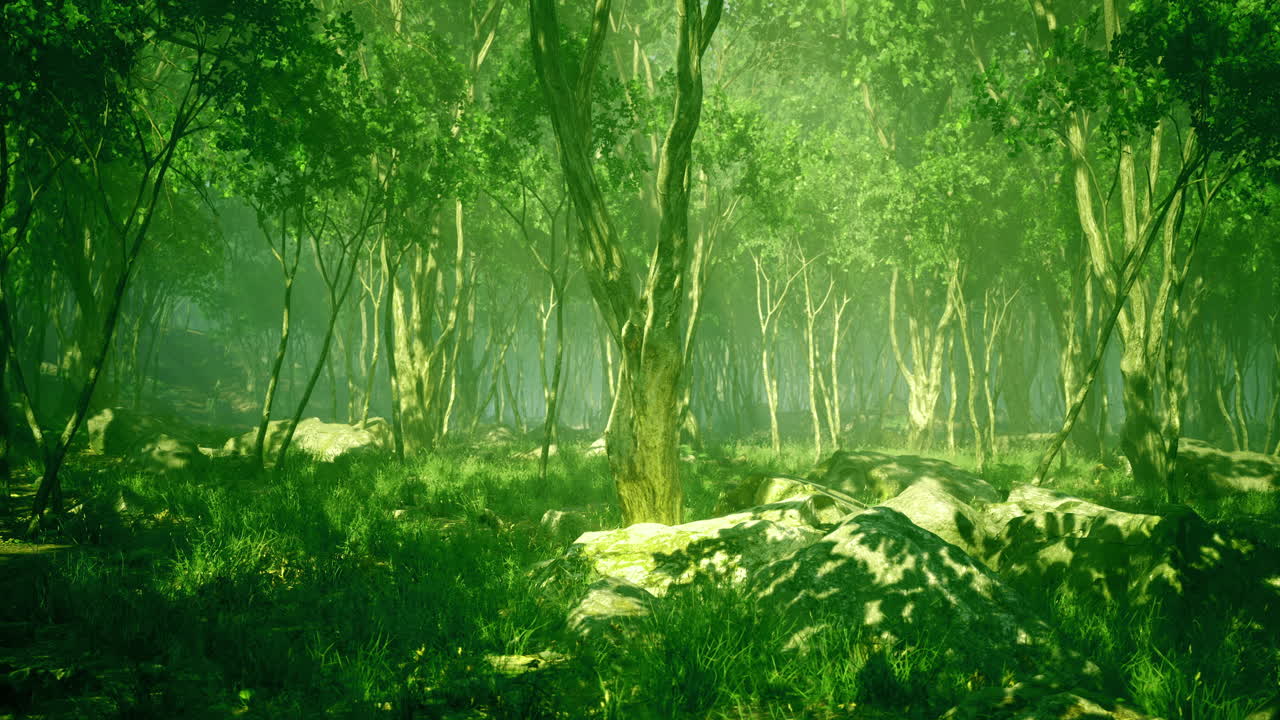 Lush green forest filled with sunlight filtering through trees and foliage