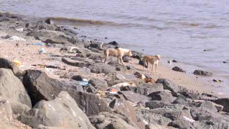 dogs roaming on polluted beach_carter road bandra