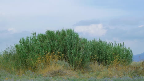 escena al aire libre con cañas