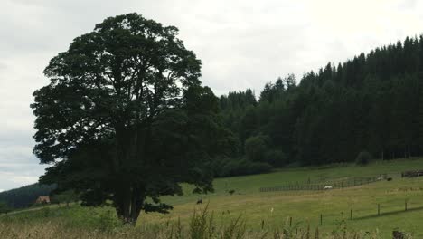 Alto,-Clásico-Roble-Inglés-Se-Alza-Orgulloso-En-Un-Campo