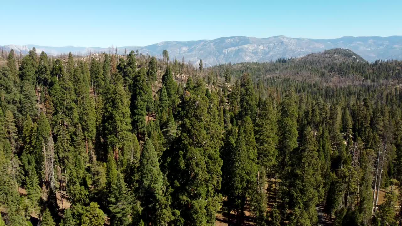 USA, CA, Johnsondale, Trail of 100 Giants, 45586 - Drone view of one of the trees on the Trail of 100 Giants