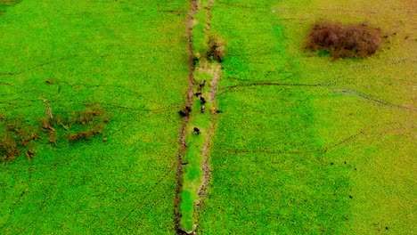 buffalos on green field in african reserve - top-down shot panning up