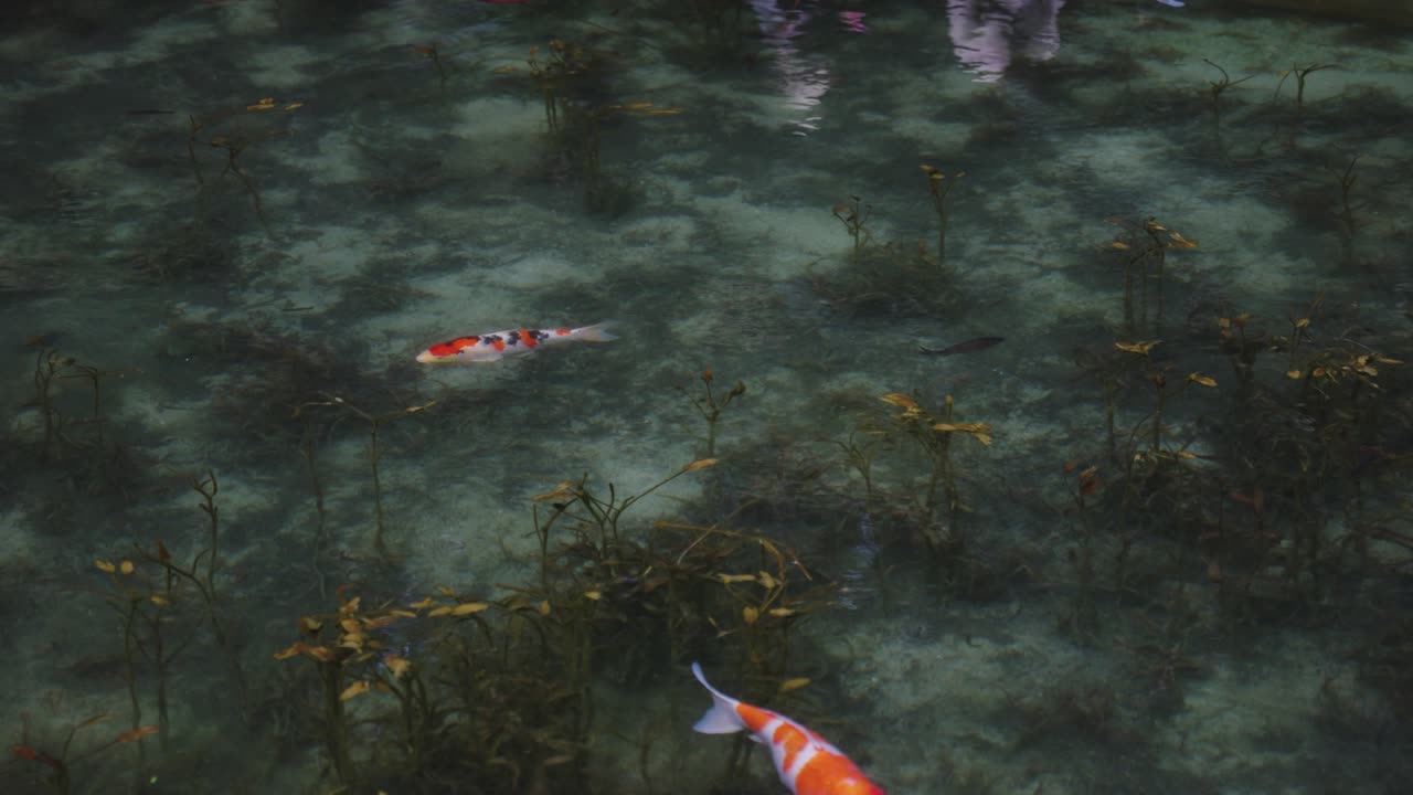 일본 기후현 세키에 있는 모네의 연못이라고 불리는 활기찬 잉어 연못