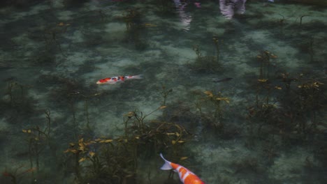 vibrant koi pond, called monet's pond in seki, gifu japan