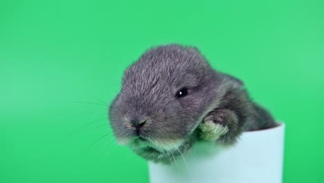 conejo en el fondo de la pantalla verde. animal espiritual y mascota inteligente para la pascua