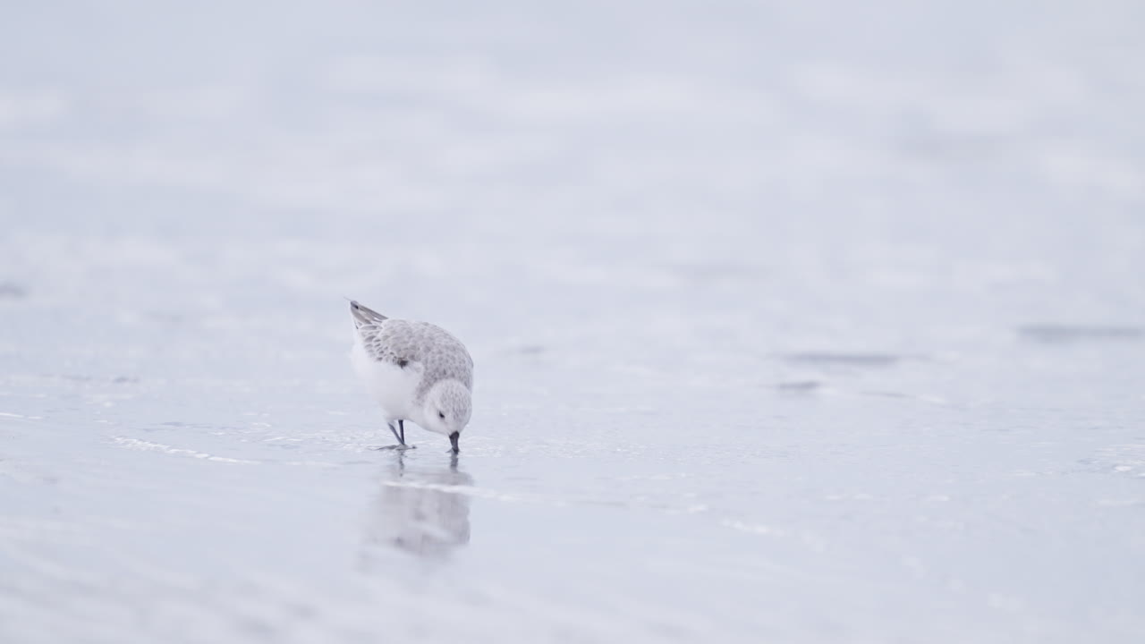Sanderling Foraging for Food on Sea Shore Sand