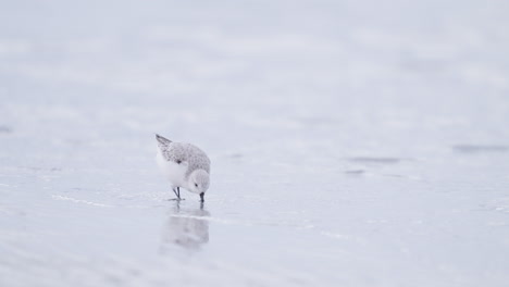 sanderling foraging for food on sea shore sand