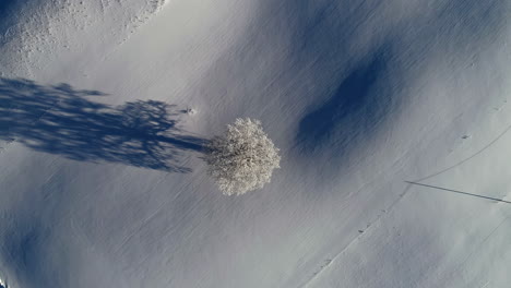 a vertical shot of a lonely tree covered in snow