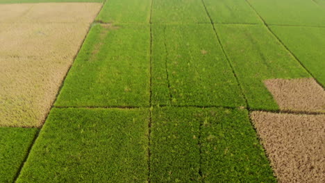 Aerial-footage-of-freshly-harvested-wheat-or-corn-field-in-the-flat-lands-of-Nepal