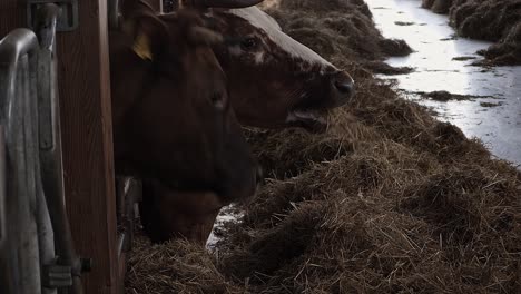 cows stick their heads through a feed fence to eat straw
