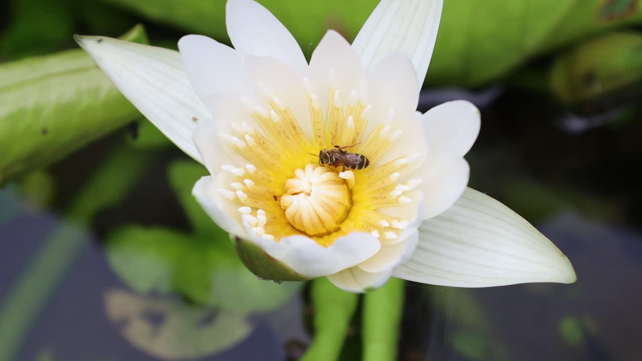 abeja melífera recogiendo polen en la flor de loto blanco