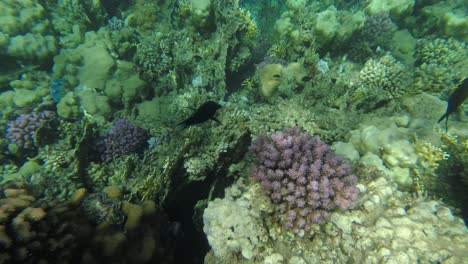 imágenes submarinas de agua de mar de coral y peces tropicales de colores en el agua del mar rojo egipto
