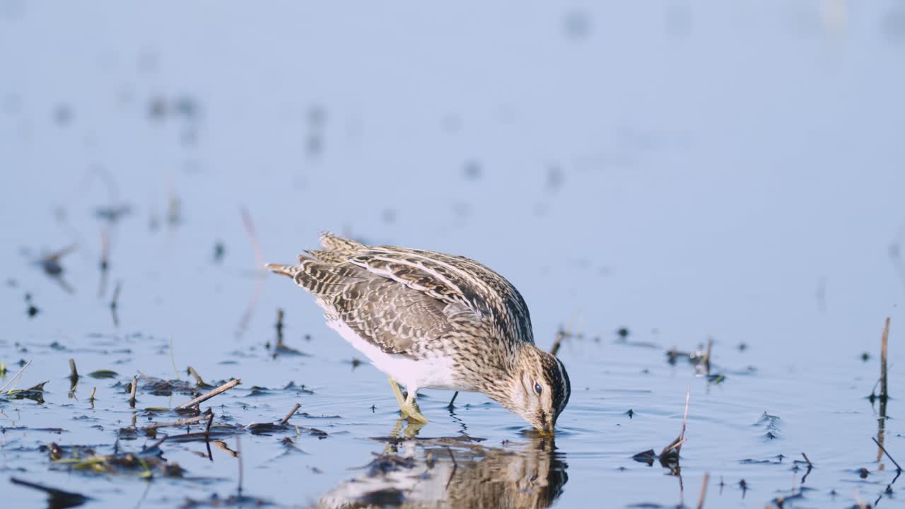 alimentación de agachadiza común comiendo gusanos primer plano durante la migración de primavera humedales de pradera inundada