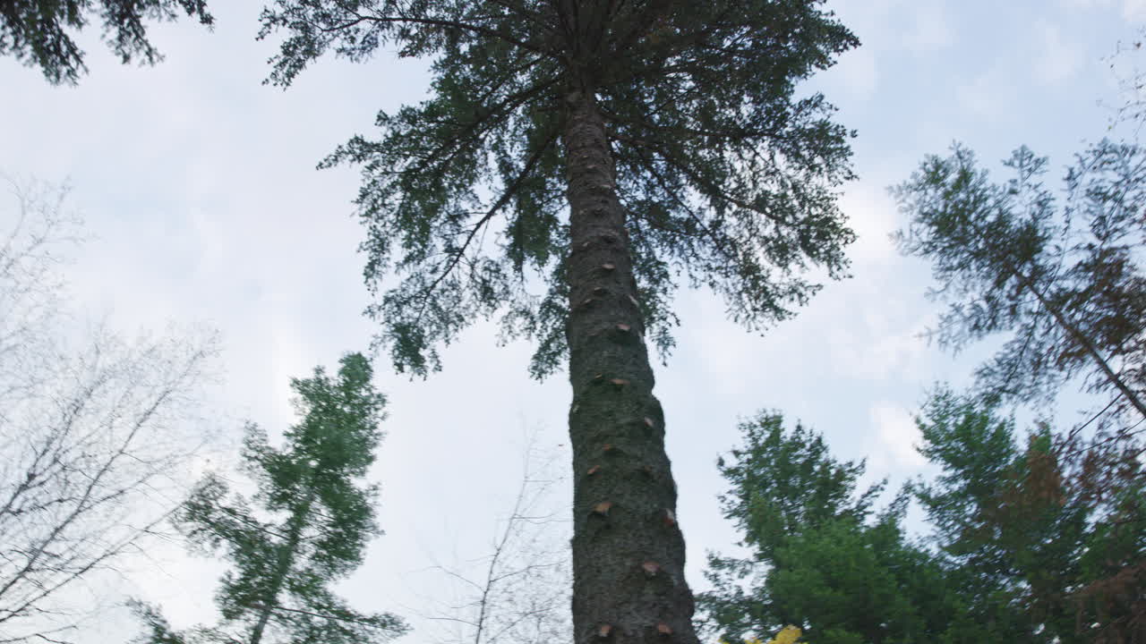 숲 속의 하얀 하늘을 배경으로 무성한 녹색 잎이 있는 키 큰 나무를 올려다본다