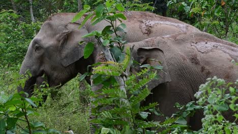 the asiatic elephants are endangered species and they are also residents of thailand