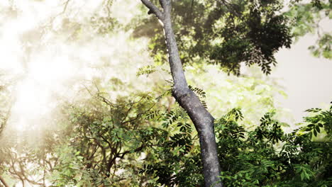 Sunlight shining through a forest canopy