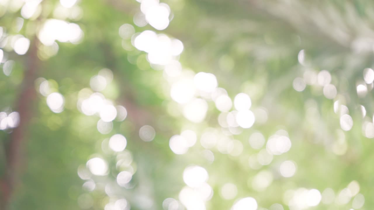 보케 추상 나무 배경