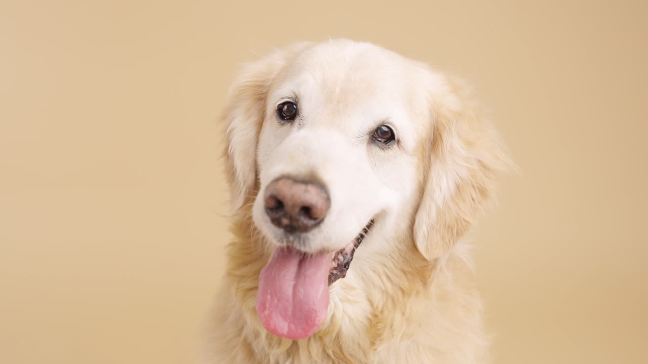 골든 리트리버 초상화