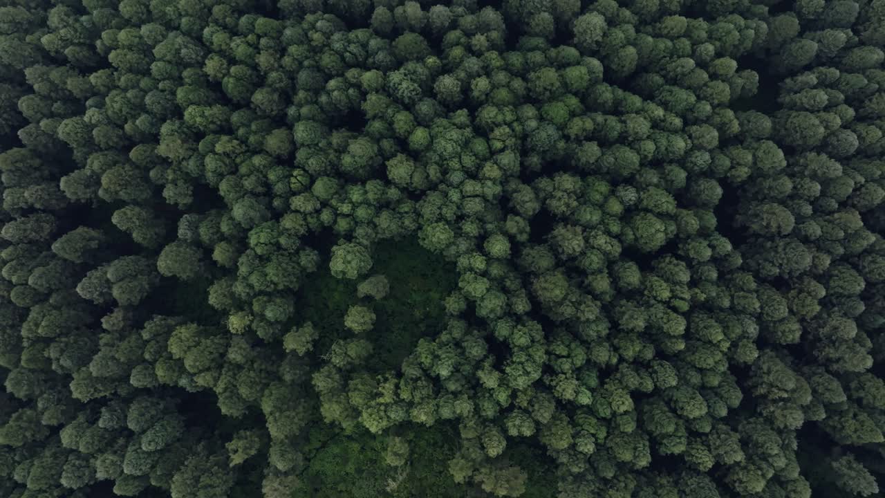 vista aérea de un denso bosque