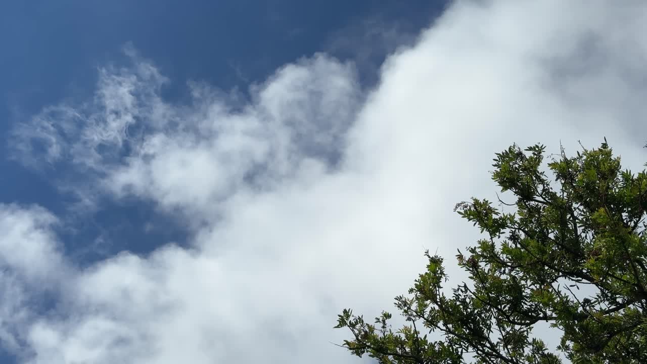 Clouds and Sky with Tree