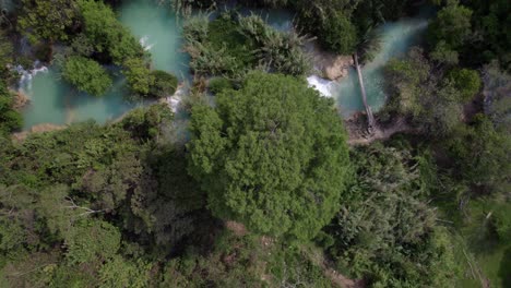subiendo desde el dosel de un gran árbol cerca de un río de agua azul en la selva de chiapas, méxico