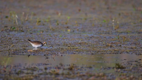 Pájaro-Jacana-De-Cola-De-Faisán-En-El-Humedal