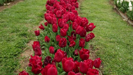 Field-of-red-tulips-in-super-slow-motion