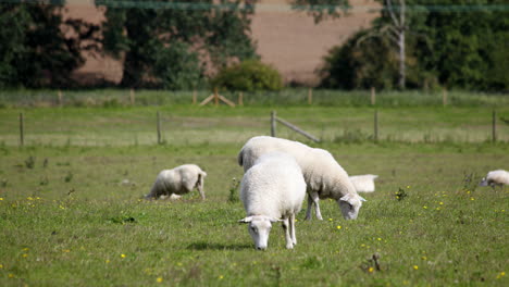 Sheep-in-a-field