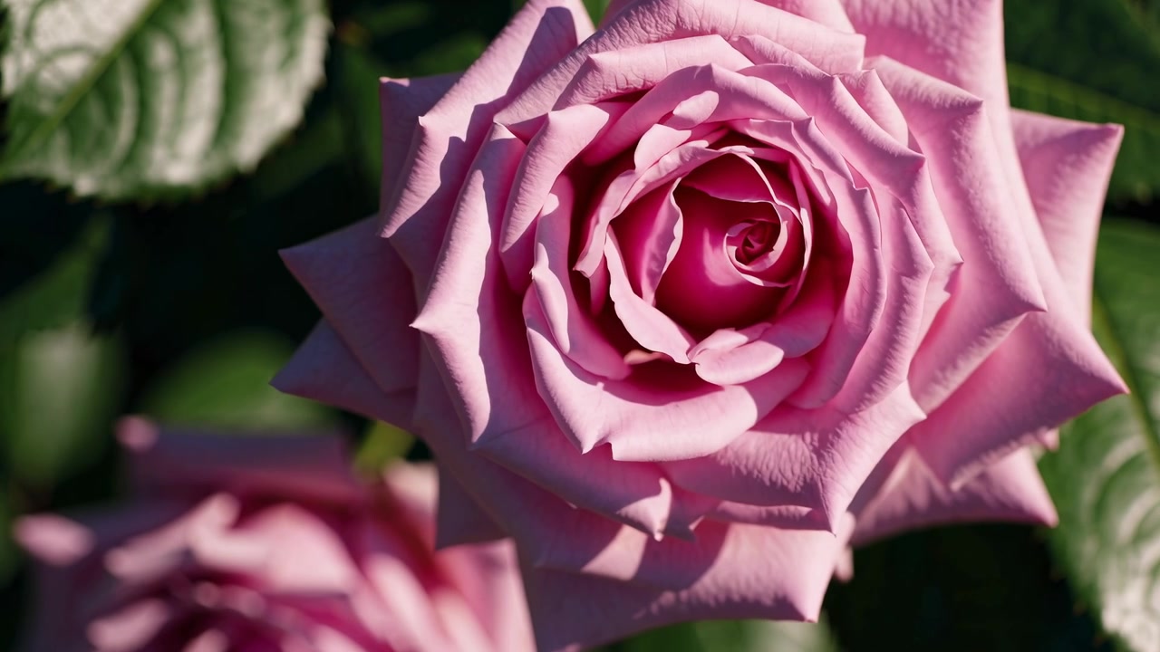 Primer plano de una rosa rosada en flor en un jardín