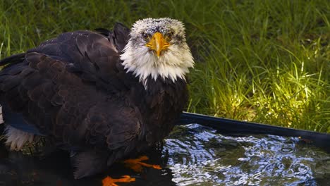 video of the american bald eagle, slow motion, close up