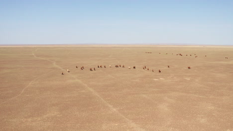 aerial dolly of herd of bactrian camels walking in the gobi desert by day