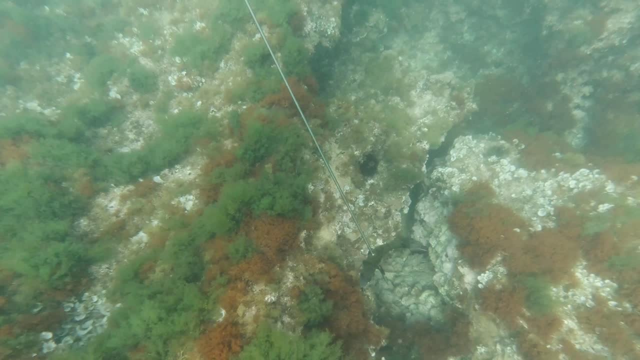 Spearfisher catches fish with harpoon while snorkeling in the mediterranean sea