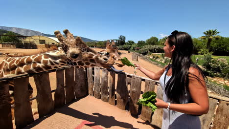 young, attractive woman feed giraffes at a park or zoo