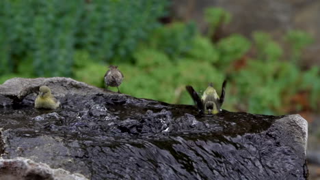 Three-goldfinches-splashing-in-a-water-fountain