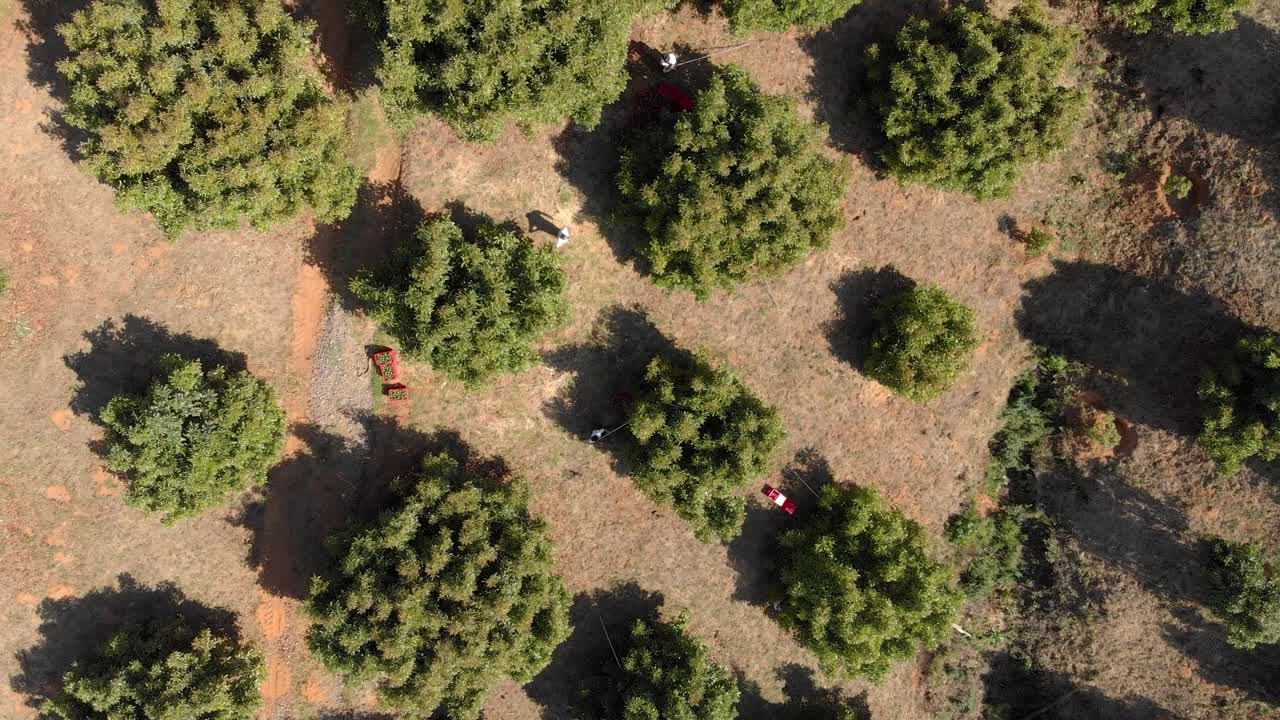 vista desde arriba de los árboles de aguacate en uruapan