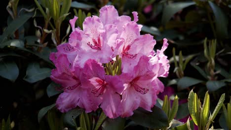 majestic pink flower blooming with green background on day with light breeze