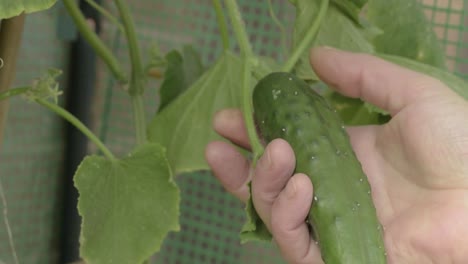 Jardinero-Comprobando-El-Cultivo-De-Pepino-En-Invernadero