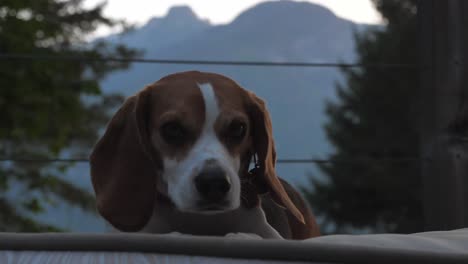 Niedlicher-Beagle-Mit-Halsband,-Der-Auf-Dem-Boden-Liegt,-Mit-Verschwommenen-Bäumen-Und-Bergen-Im-Hintergrund