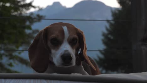 lindo beagle con cuello acostado en el suelo con árboles borrosos y montaña en el fondo