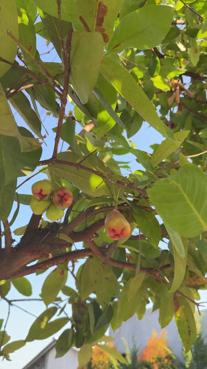 Frutto di mela rosa maturo appeso a un ramo d'albero