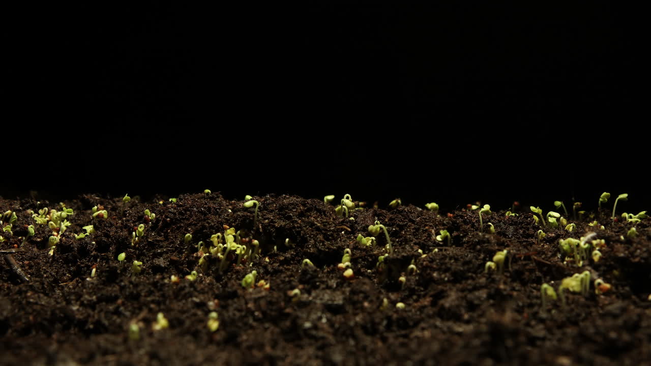 semillas de col rizada de lapso de tiempo de movimiento germinando, fondo negro de estudio