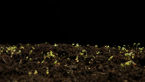 motion timelapse kale seeds germinating, studio black background