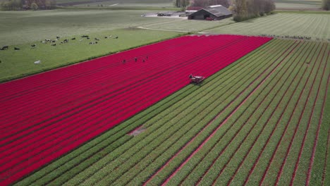 Reveal-shot-of-machine-topping-red-tulips-in-dutch-countryside,-aerial