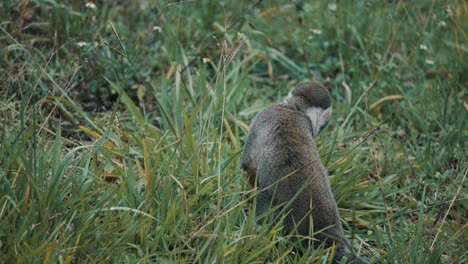 rear of ecuadorian squirrel monkey on grassy forest ground