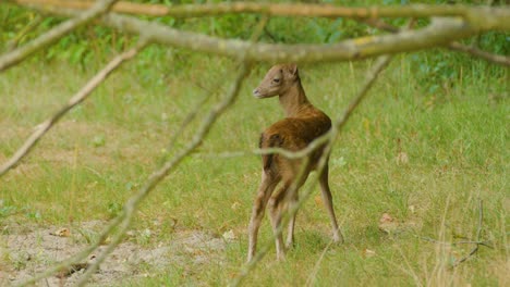 Young-Deer-Standing-in-Green-Landscape