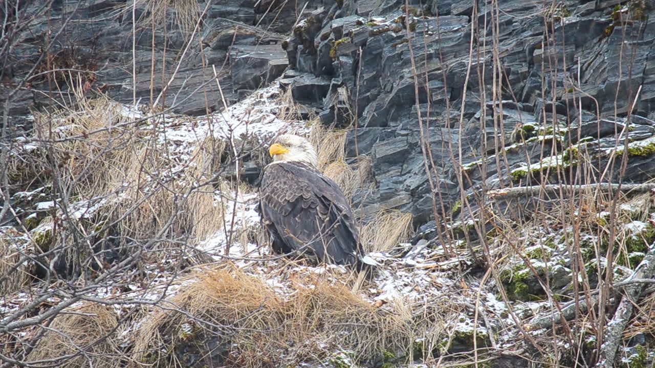un gran águila calva se sienta en los alisos de la isla de kodiak, alaska, durante una tormenta de nieve invernal