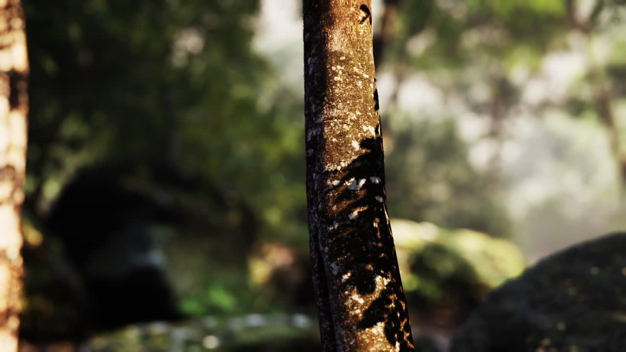 cerca de un tronco de árbol en un bosque verde exuberante con la luz del sol rompiendo a través de la niebla