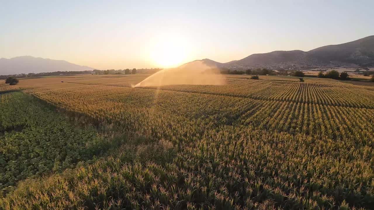 Dynamic FPV drone footage flying over green farmland with irrigation system at sunset. Scenic rural landscape with golden hour light and modern agriculture technology