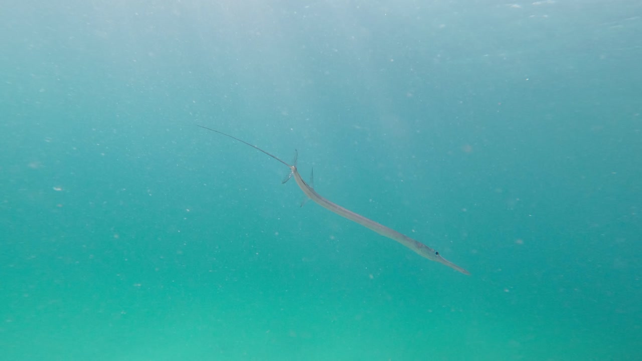 el pez cornet o flutemouth se desliza a través del mar azul, mostrando su forma elegante